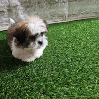 Rocco, a male Shih Tzu for sale in Chapel Hill, NC – Photo 8 of 10