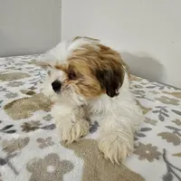 shih tzu male, a male Shih Tzu for sale in Chapel Hill, NC – Photo 2 of 10