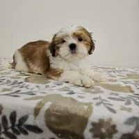 shih tzu male, a male Shih Tzu for sale in Chapel Hill, NC – Photo 8 of 10