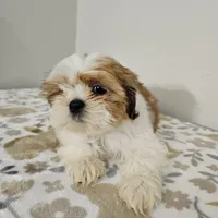 shih tzu male, a male Shih Tzu for sale in Chapel Hill, NC – Photo 6 of 10
