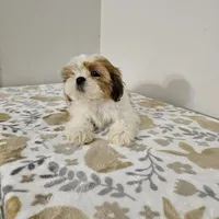 shih tzu male, a male Shih Tzu for sale in Chapel Hill, NC – Photo 5 of 10