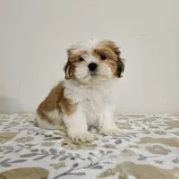 shih tzu male, a male Shih Tzu for sale in Chapel Hill, NC – Photo 7 of 10