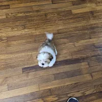 shih tzu male, a male Shih Tzu for sale in Chapel Hill, NC – Photo 10 of 10