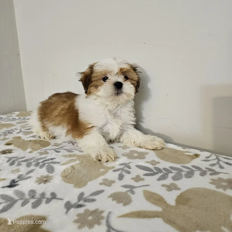 shih tzu male