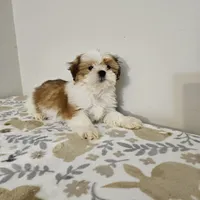 shih tzu male, a male Shih Tzu for sale in Chapel Hill, NC – Photo 1 of 10