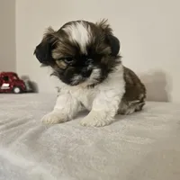 Princess, a female Shih Tzu for sale in Chapel Hill, NC – Photo 10 of 10