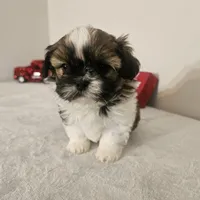 Princess, a female Shih Tzu for sale in Chapel Hill, NC – Photo 6 of 10