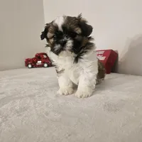 Princess, a female Shih Tzu for sale in Chapel Hill, NC – Photo 4 of 10