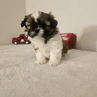 Princess, a female Shih Tzu for sale in Chapel Hill, NC – Photo 3 of 10