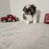 Princess, a female Shih Tzu for sale in Chapel Hill, NC – Photo 7 of 10