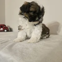 Princess, a female Shih Tzu for sale in Chapel Hill, NC – Photo 8 of 10