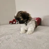 Princess, a female Shih Tzu for sale in Chapel Hill, NC – Photo 5 of 10