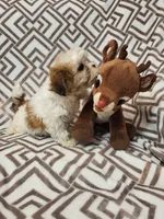 Flower, a female Shihpoo for sale in Chapel Hill, NC – Photo 3 of 7