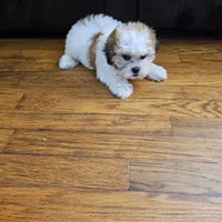 Flower, a female Shihpoo for sale in Chapel Hill, NC – Photo 6 of 7