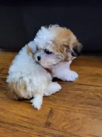 Flower, a female Shihpoo for sale in Chapel Hill, NC – Photo 2 of 7