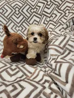 Flower, a female Shihpoo for sale in Chapel Hill, NC – Photo 5 of 7