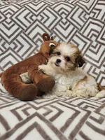 Flower, a female Shihpoo for sale in Chapel Hill, NC – Photo 1 of 7