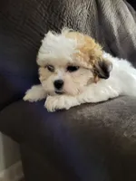 Flower, a female Shihpoo for sale in Chapel Hill, NC – Photo 4 of 7