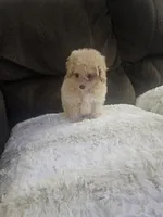 Princess, a female Maltipoo for sale in Chapel Hill, NC – Photo 1 of 10