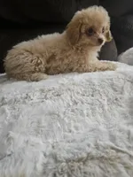 Princess, a female Maltipoo for sale in Chapel Hill, NC – Photo 7 of 10