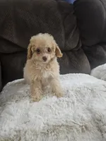 Princess, a female Maltipoo for sale in Chapel Hill, NC – Photo 6 of 10