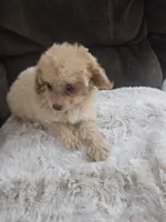 Princess, a female Maltipoo for sale in Chapel Hill, NC – Photo 4 of 10