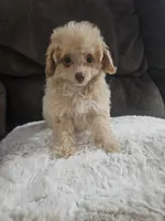 Princess, a female Maltipoo for sale in Chapel Hill, NC – Photo 10 of 10