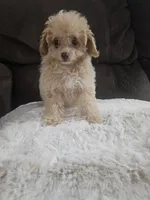 Princess, a female Maltipoo for sale in Chapel Hill, NC – Photo 5 of 10