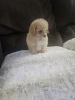 Princess, a female Maltipoo for sale in Chapel Hill, NC – Photo 2 of 10