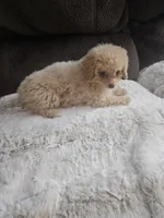 Princess, a female Maltipoo for sale in Chapel Hill, NC – Photo 8 of 10