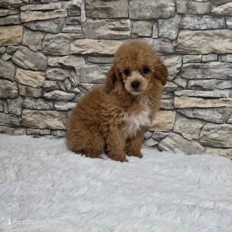 Nico – Poodle - Toy  puppy for sale in Chapel Hill, NC