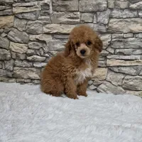 Nico, a male Poodle - Toy  for sale in Chapel Hill, NC – 1 of 9