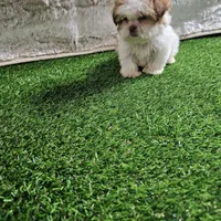 Tifany, a female Shih Tzu for sale in Chapel Hill, NC – Photo 4 of 10