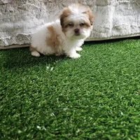Tifany, a female Shih Tzu for sale in Chapel Hill, NC – Photo 9 of 10