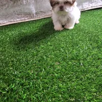 Tifany, a female Shih Tzu for sale in Chapel Hill, NC – Photo 2 of 10