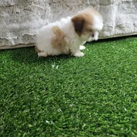 Tifany, a female Shih Tzu for sale in Chapel Hill, NC – Photo 5 of 10