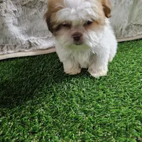 Tifany, a female Shih Tzu for sale in Chapel Hill, NC – Photo 8 of 10