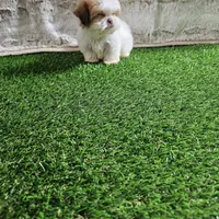 Tifany, a female Shih Tzu for sale in Chapel Hill, NC – Photo 10 of 10