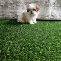 Tifany, a female Shih Tzu for sale in Chapel Hill, NC – Photo 7 of 10