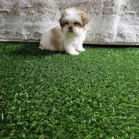 Tifany, a female Shih Tzu for sale in Chapel Hill, NC – Photo 6 of 10