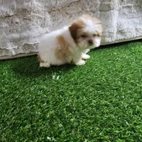 Tifany, a female Shih Tzu for sale in Chapel Hill, NC – Photo 1 of 10