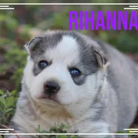 Rihanna, a female Siberian Husky for sale in Smithville, MS – 1 of 1