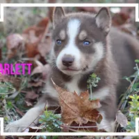 Scarlett, a female Siberian Husky for sale in Smithville, MS – 1 of 1