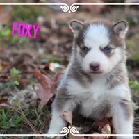 Foxy, a female Siberian Husky for sale in Smithville, MS – 1 of 1