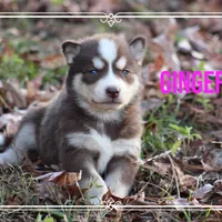 Ginger, a female Siberian Husky for sale in Smithville, MS – 1 of 1