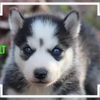 Bolt, a male Siberian Husky for sale in Smithville, MS – 1 of 1