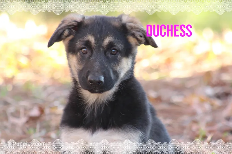 Duchess