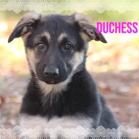 Duchess, a female German Shepherd Dog for sale in Smithville, MS – 1 of 1
