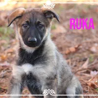 Ruka, a female German Shepherd Dog for sale in Smithville, MS – 1 of 1