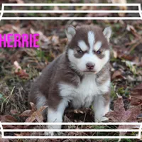 Cherrie, a female Siberian Husky for sale in Smithville, MS – 1 of 1